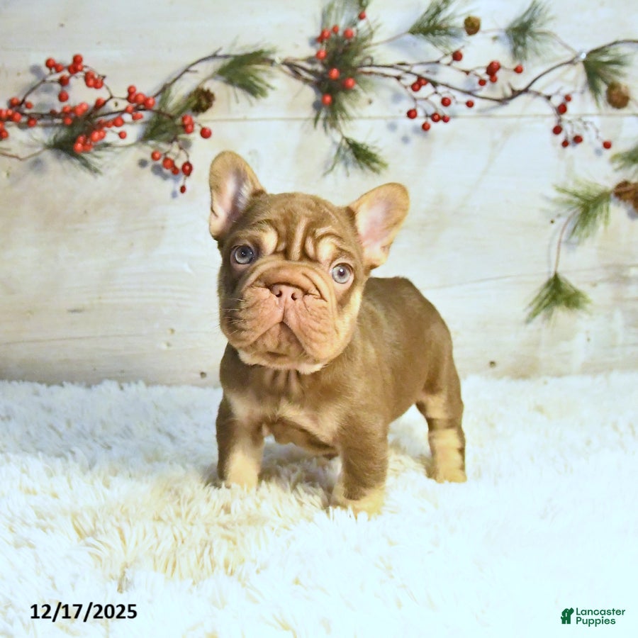 French Bulldog dogs Keith - Ad 20