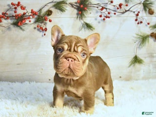 French Bulldog dogs Keith - Ad 19