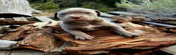 American Bully dogs for sale: Duke - Ad 13