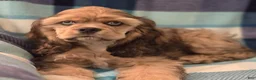Cocker Spaniel dogs for stud: Standing at STUD - Ad 7