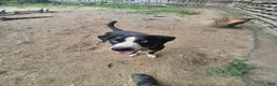Mixed Breed dogs for sale: Rollo - Ad 8