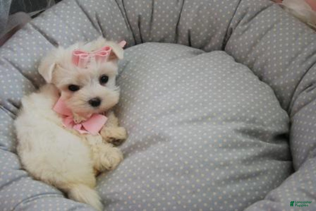 Maltese dogs for sale: Maltese Puppy 3 - Ad 1