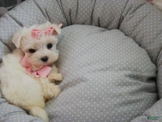 Maltese dogs Maltese Puppy 3 - Ad 21