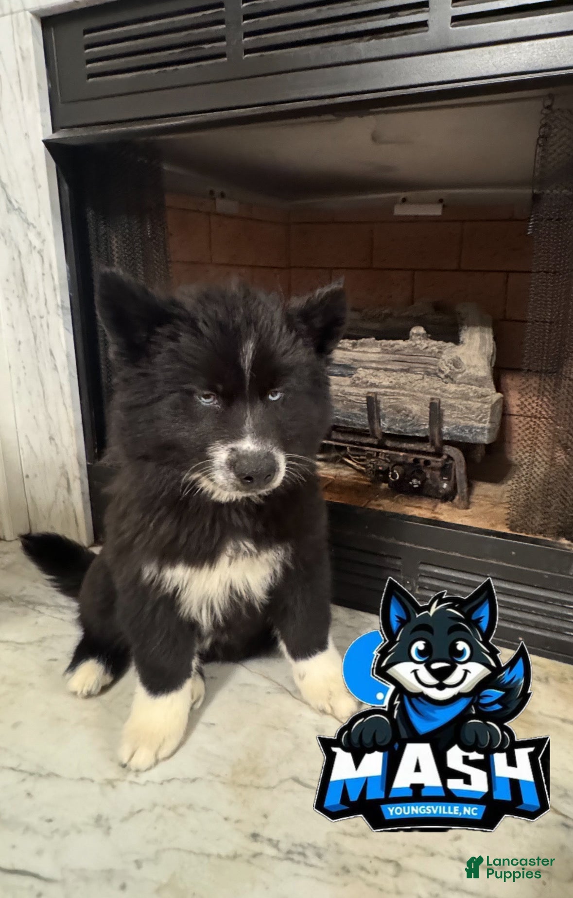 Siberian Husky dogs Pumpkin - Ad 21