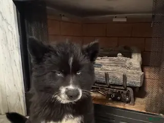 Siberian Husky dogs Pumpkin - Ad 21