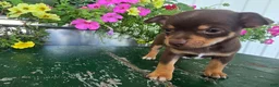 Chihuahua dogs for sale: Tippy - Ad 5