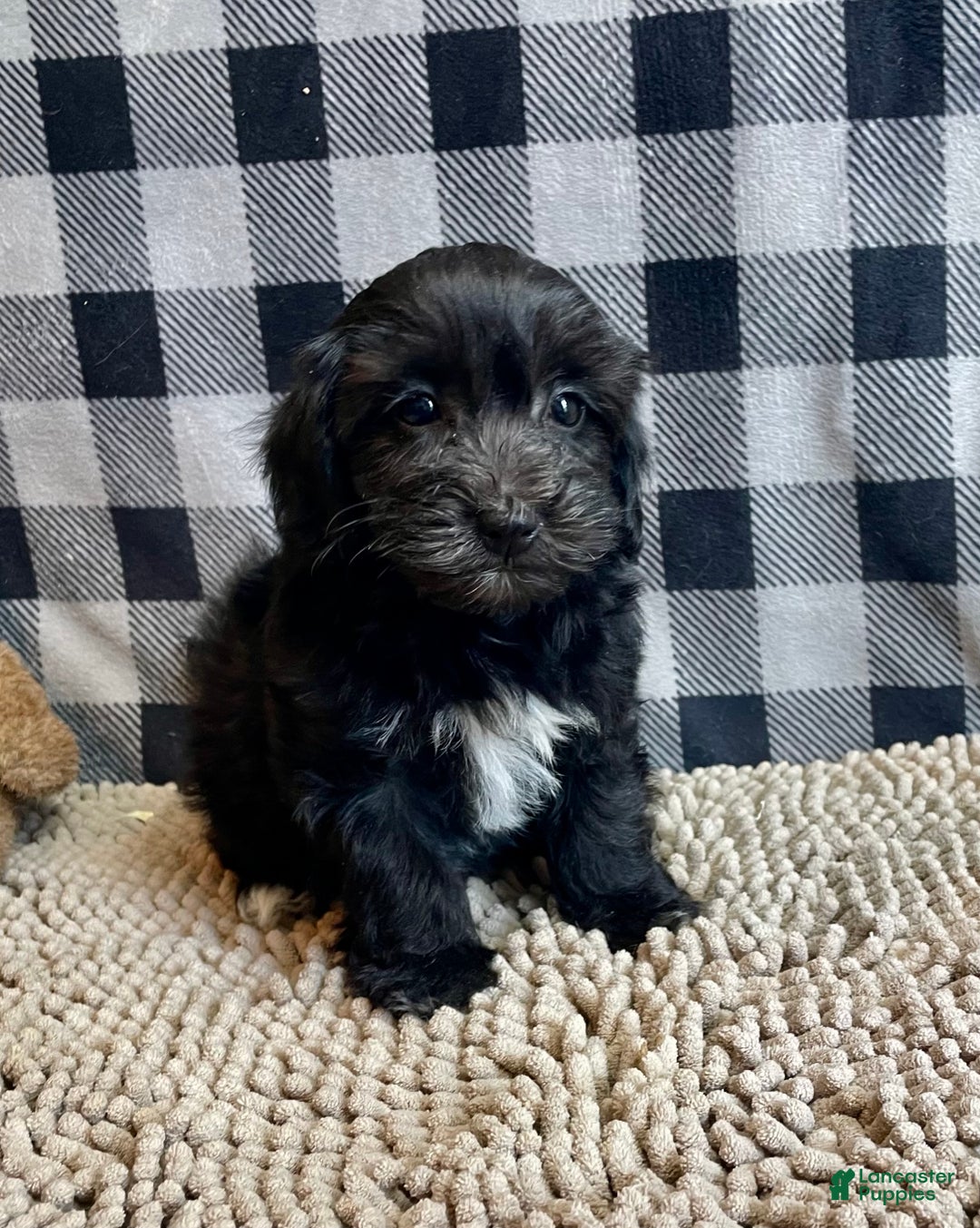 Mixed Breed dogs for sale: Ray - Ad 3