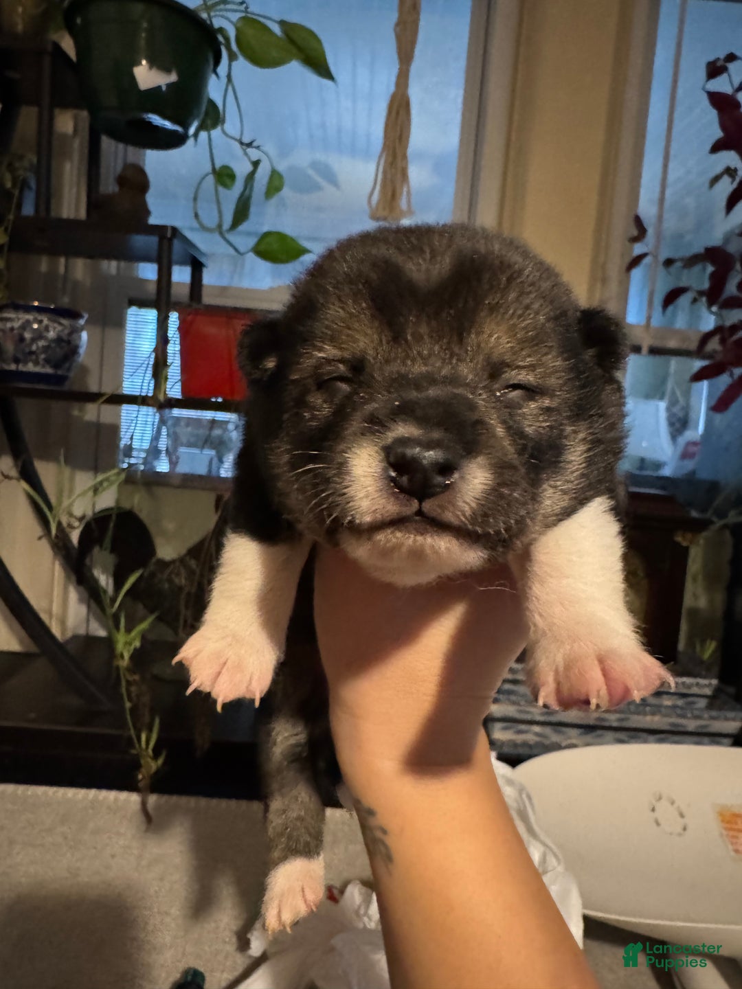 Shiba Inu dogs for sale: Shiba Inu Puppy 2 - Ad 3