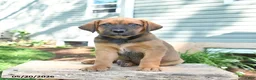 Mixed Breed dogs for sale: Sawyer - Ad 4