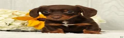 Miniature Dachshund dogs for sale: Chocolate - Ad 4