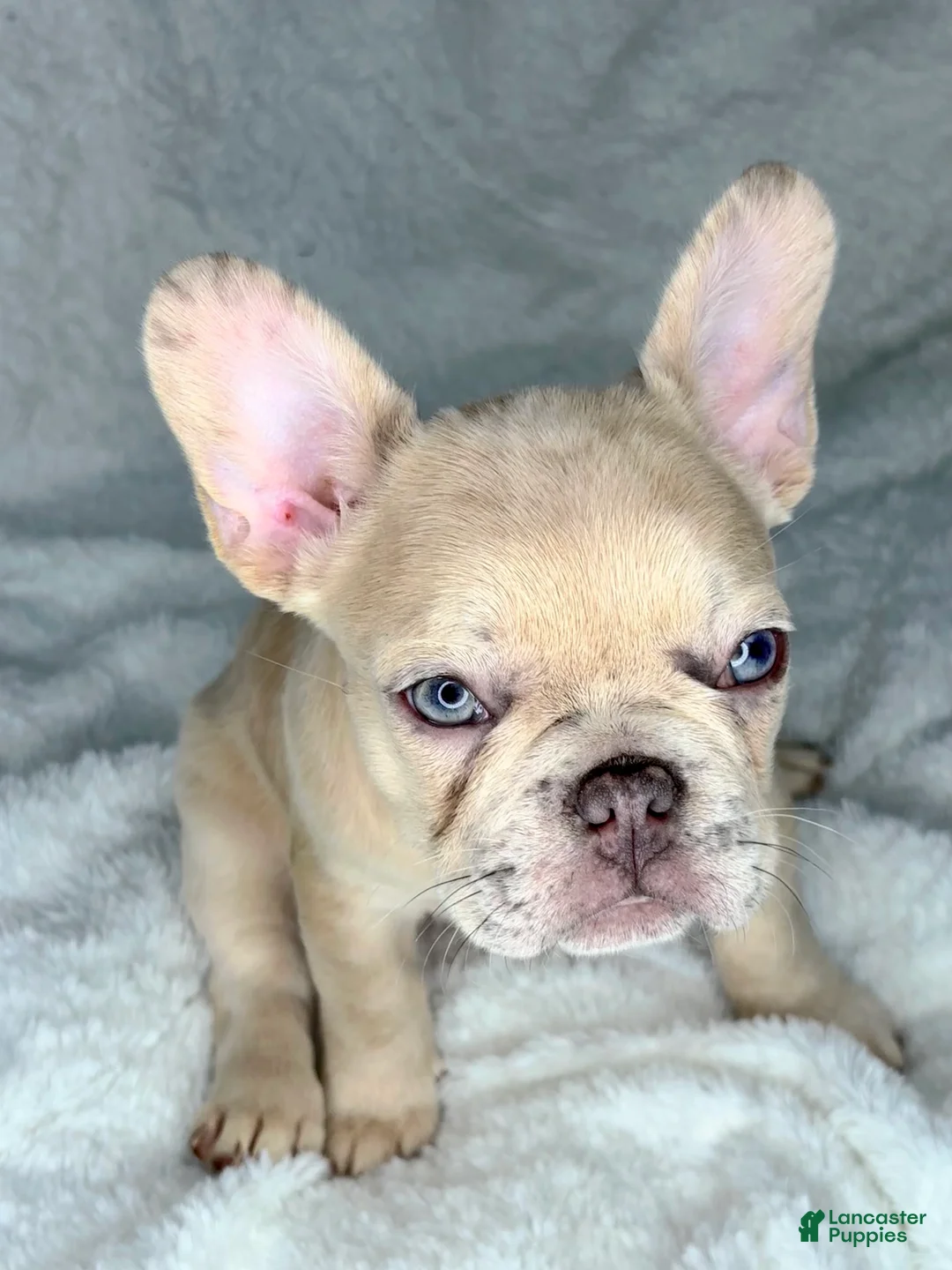 French Bulldog dogs for sale: Lilo - Ad 1