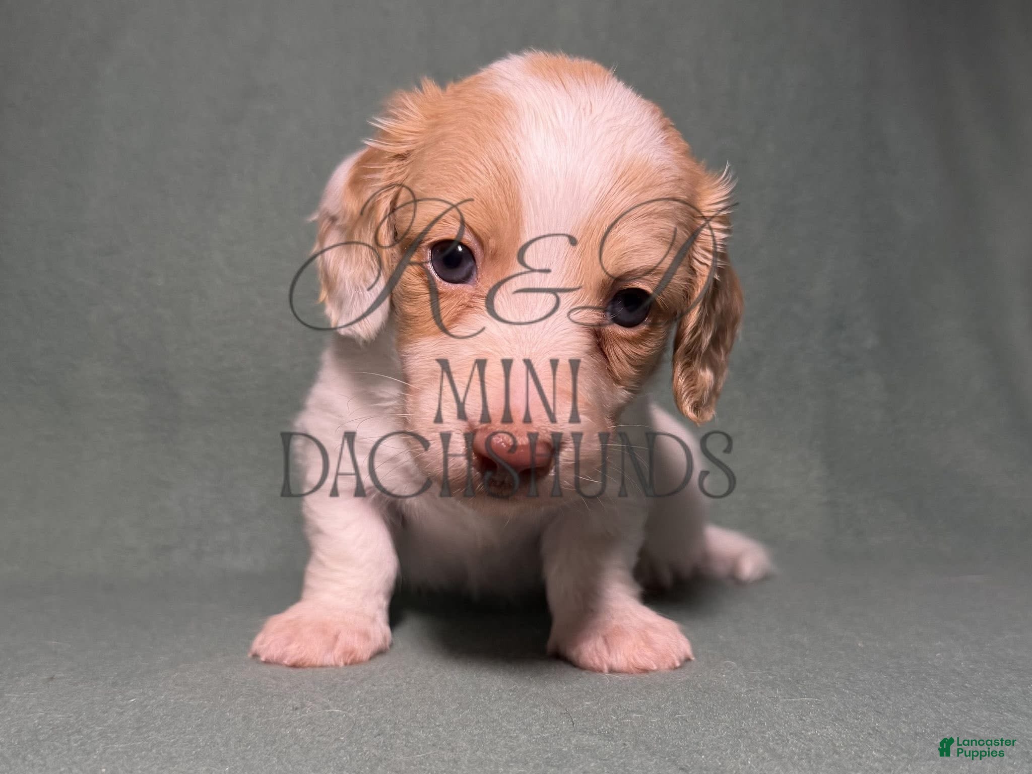 Miniature Dachshund dogs for sale: Piglet - Ad 2