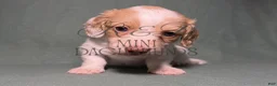 Miniature Dachshund dogs for sale: Piglet - Ad 1