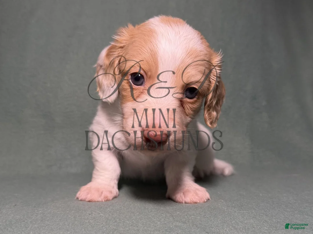 Miniature Dachshund dogs for sale: Piglet - Ad 1