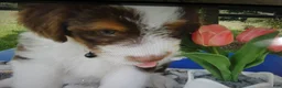 Mini Aussiedoodle dogs for sale: Mini Aussiedoodle 2 Thomas - Ad 4