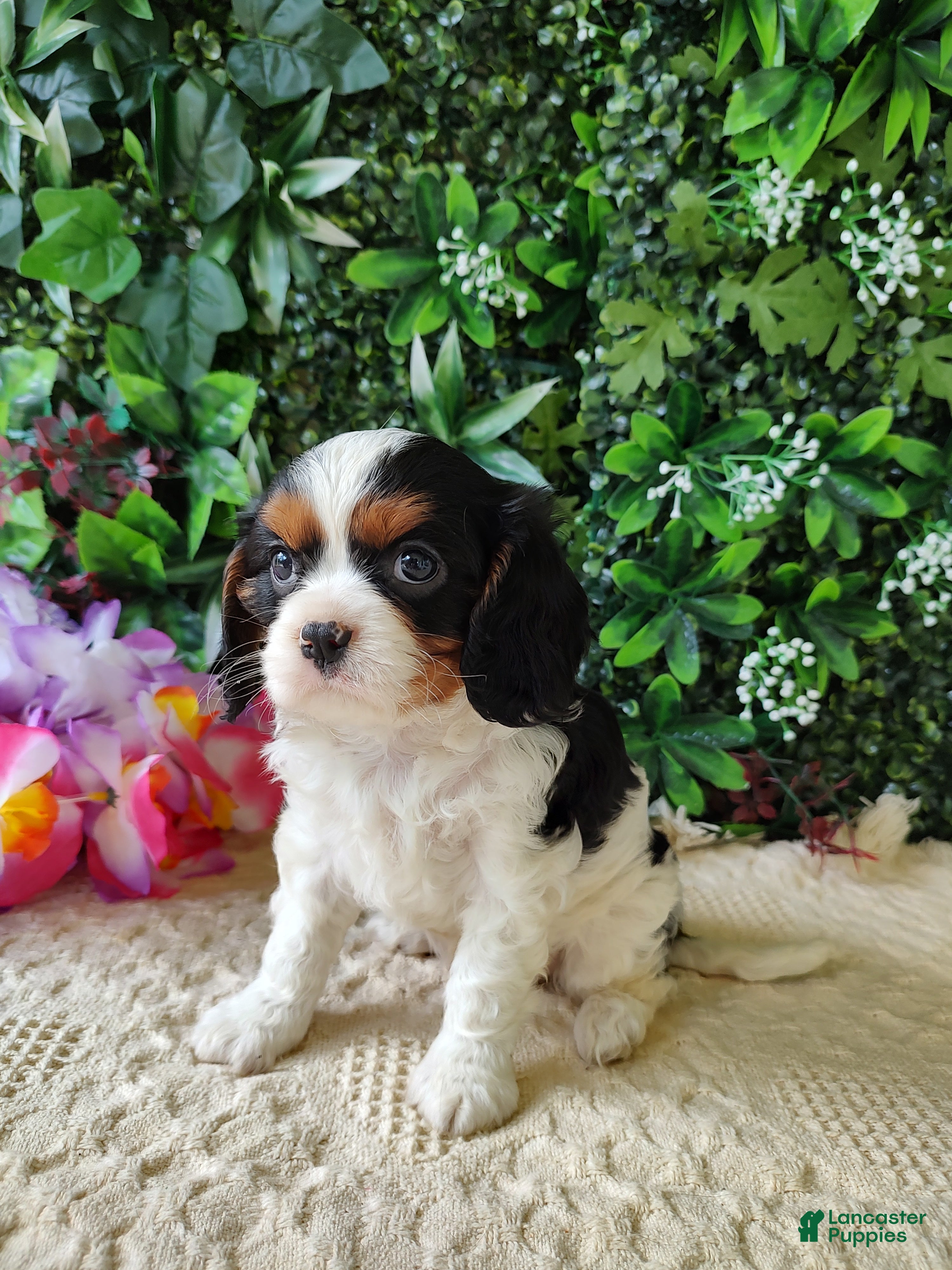 Cavalier King Charles Spaniel dogs Lexi - Ad 1