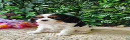 Cavalier King Charles Spaniel dogs for sale: Lexi - Ad 4