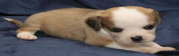 Puggle dogs for sale: Luke - Ad 3