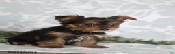Yorkshire Terrier dogs for sale: Megan - Ad 4