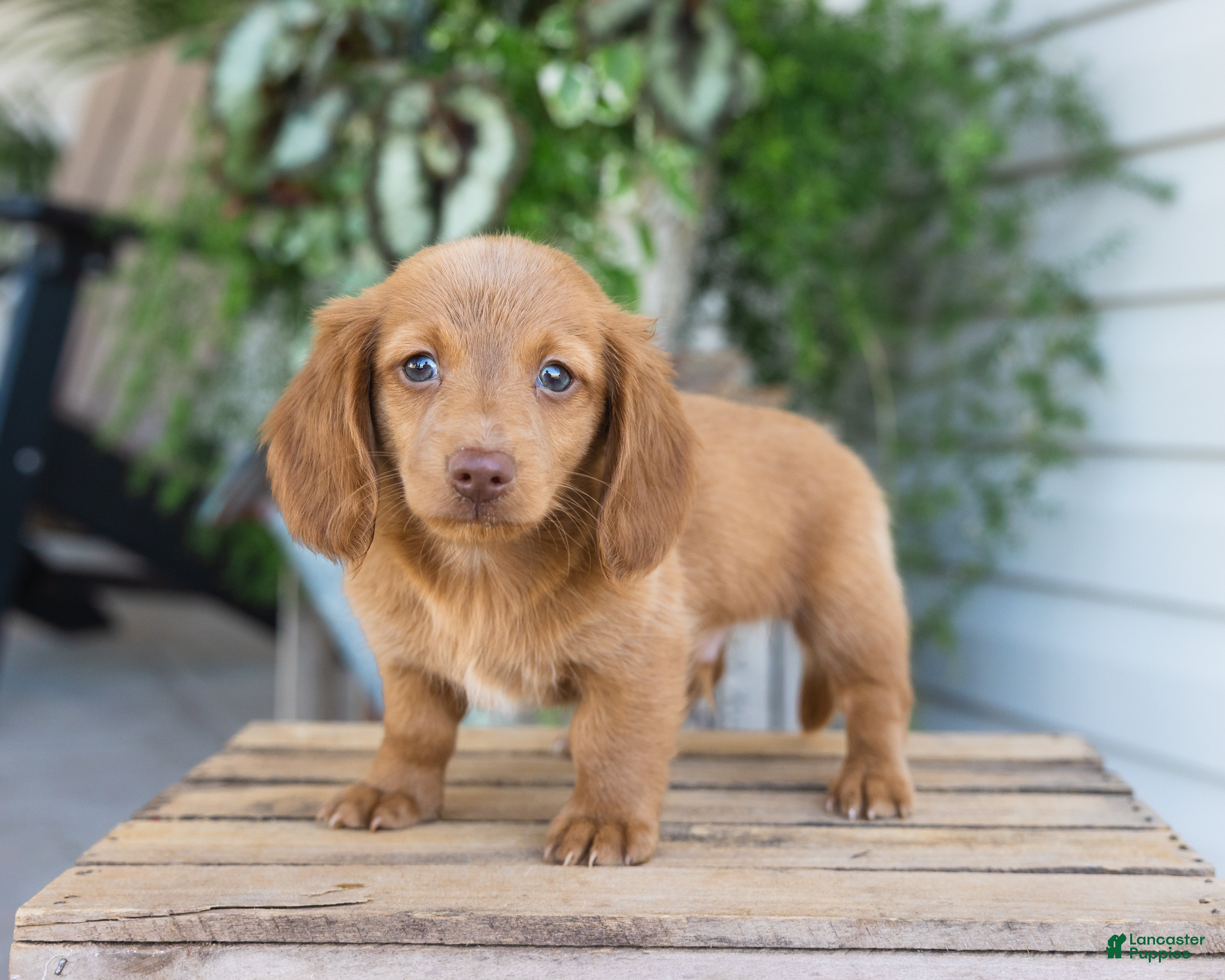 Dachshund dogs Winston - Ad 2