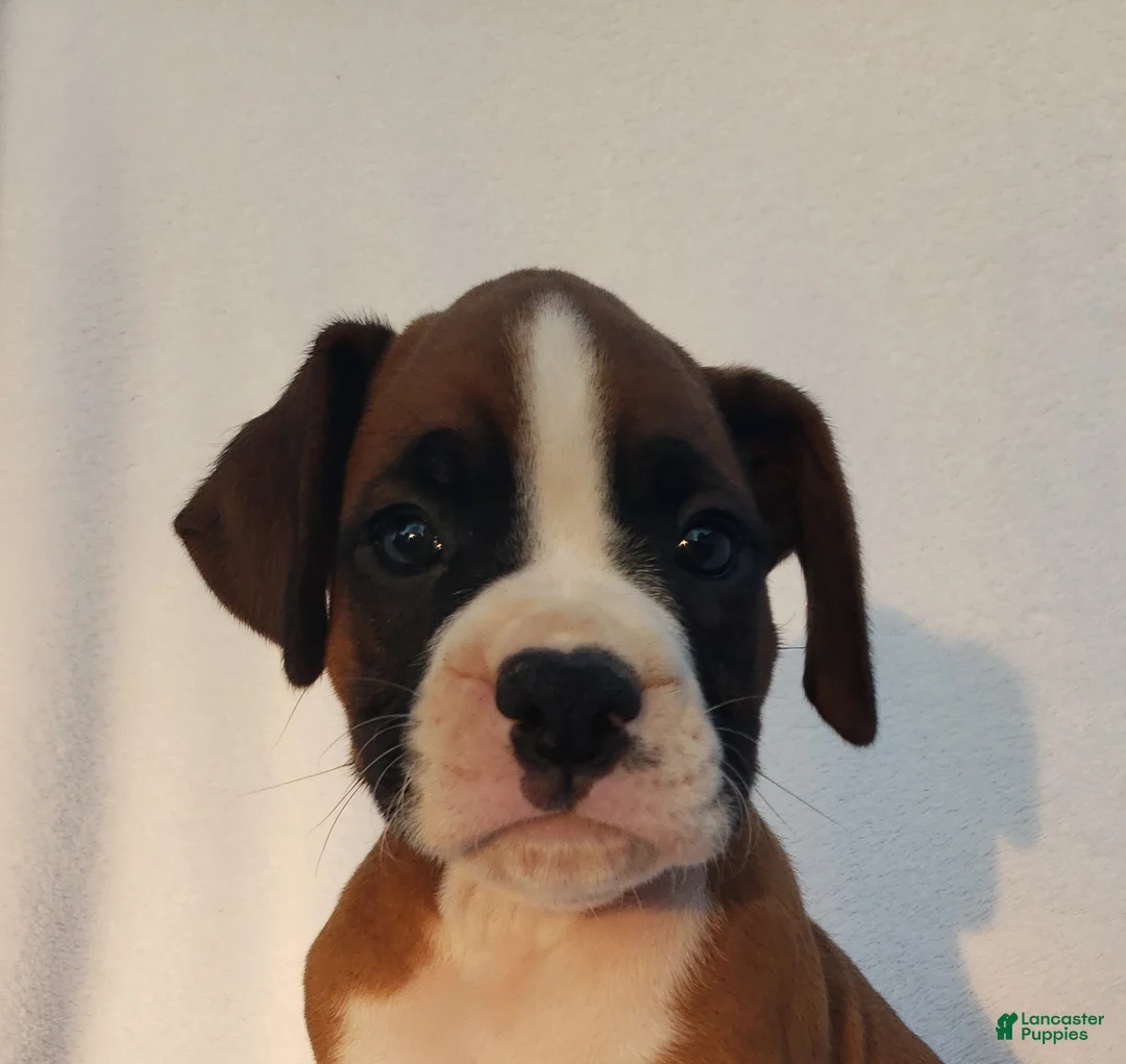 Boxer dogs for sale: Ruger - Ad 1
