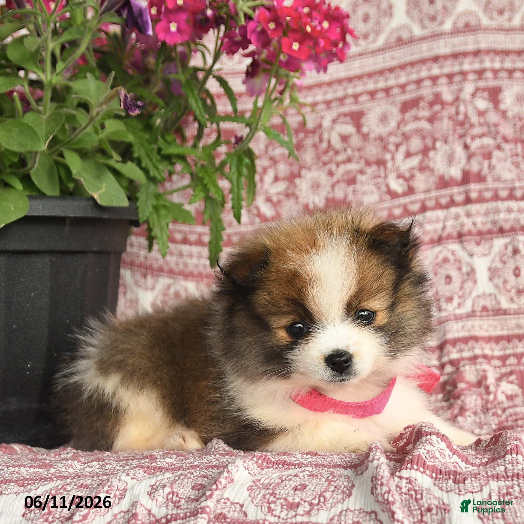 Pomeranian dogs May - Ad 2