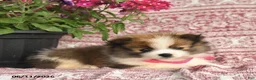 Pomeranian dogs for sale: May - Ad 2