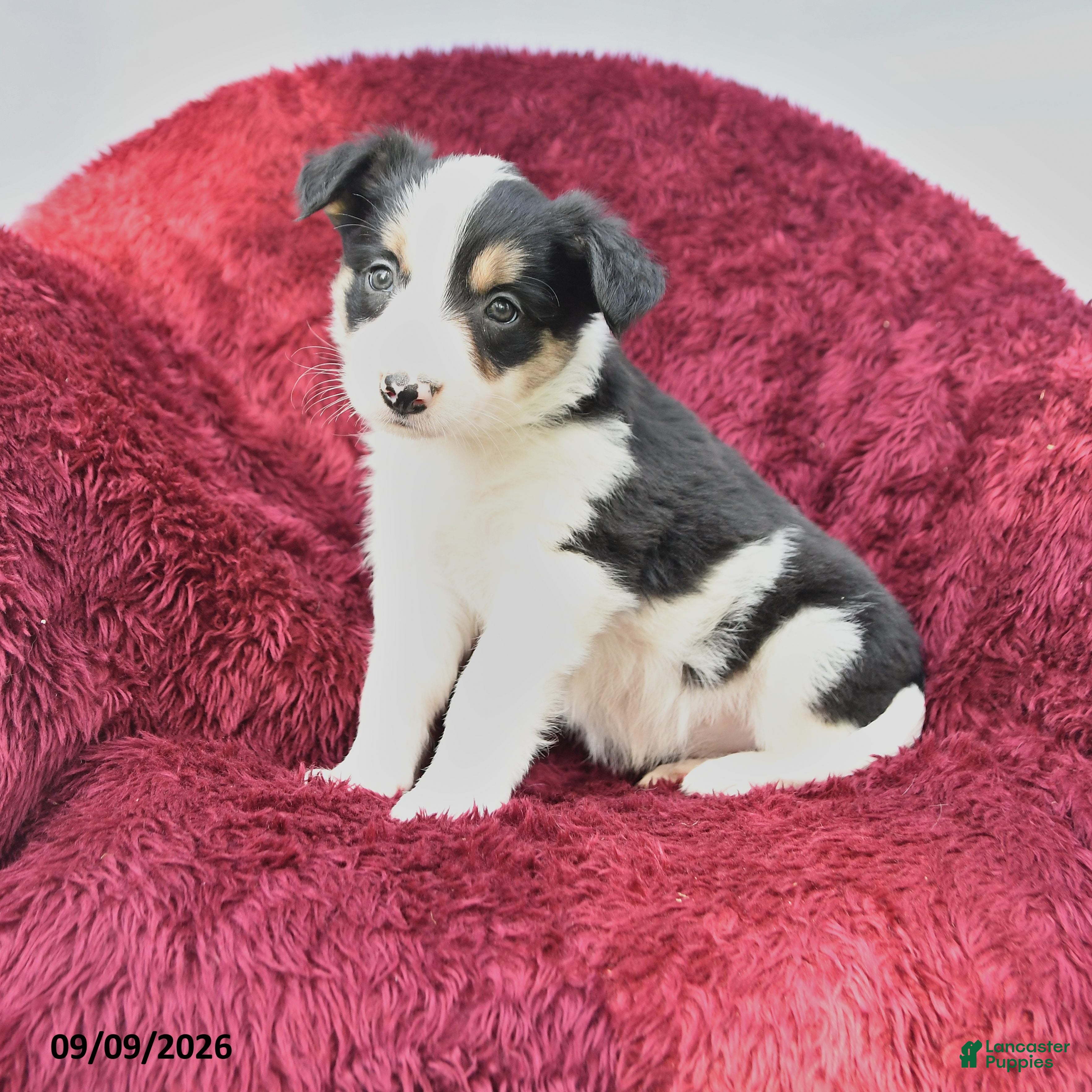 Border Collie dogs for sale: Nadine - Ad 2