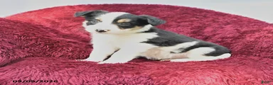 Nadine