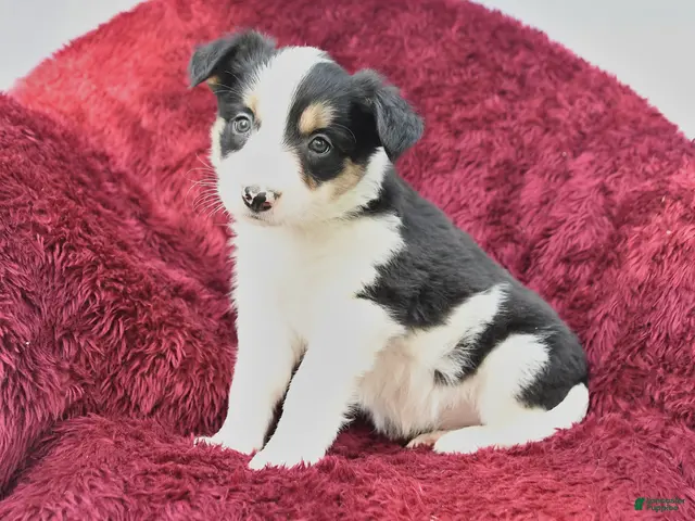 Border Collie dogs for sale: Nadine - Ad 1