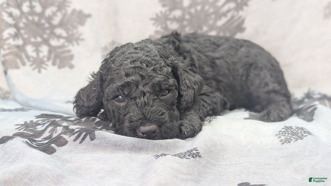 Cockapoo dogs for sale: Foggy - Ad 29