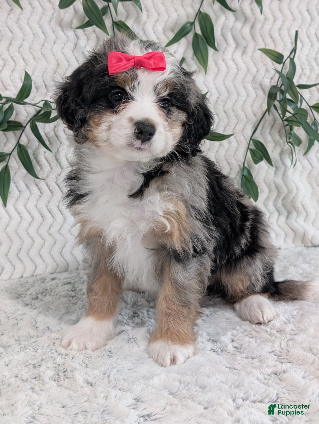 Mini Bernedoodle dogs for sale: Mini Pearl  - Ad 9