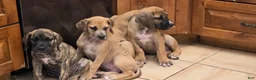 Great Dane dogs for sale: Great Dane 2 - Ad 5