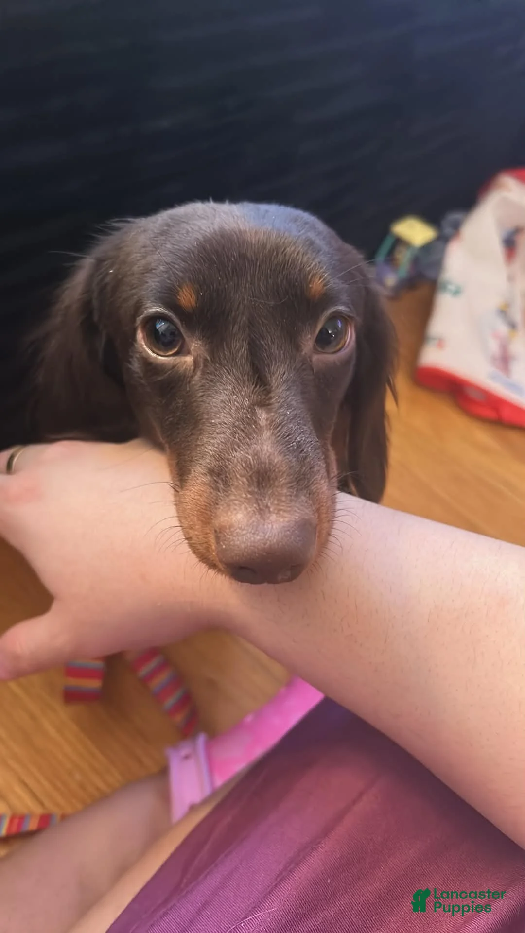 Miniature Dachshund dogs for sale: Chocolate mini female in heat not spayed  - Ad 3