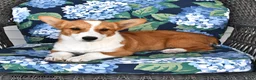 Welsh Corgi Pembroke dogs for sale: Sassy - Ad 5