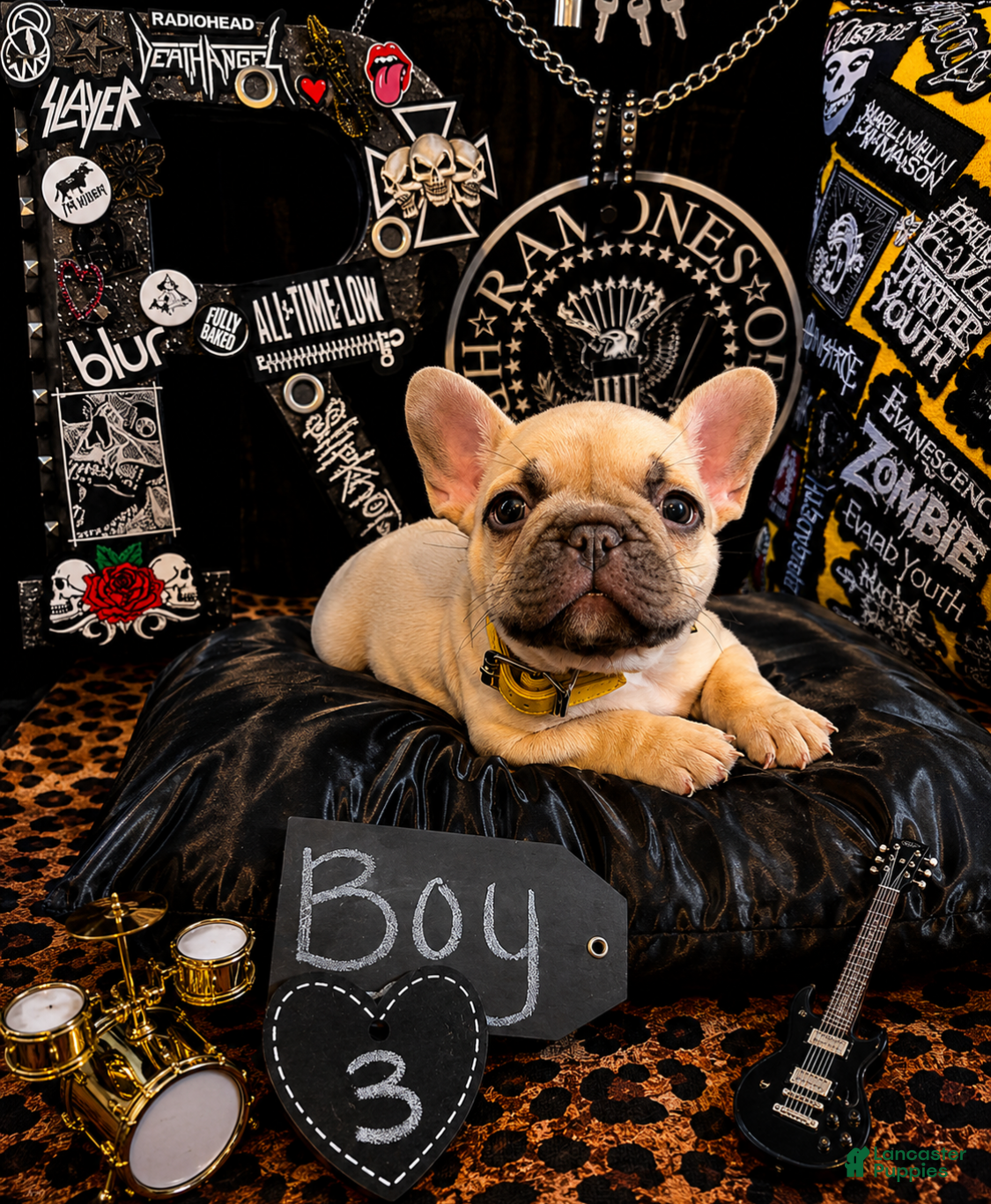 French Bulldog dogs French Bulldog 8 Teddy  - Ad 1