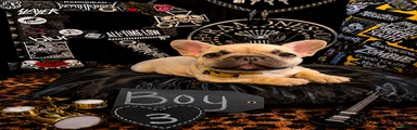 French Bulldog 8 Teddy 