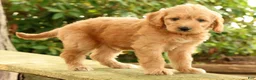 Mini Goldendoodle dogs for sale: Maizey - Ad 6