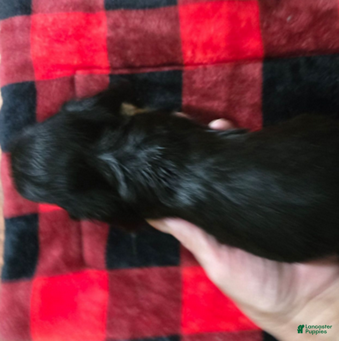 Dachshund dogs for sale: Smaller boy - Ad 3
