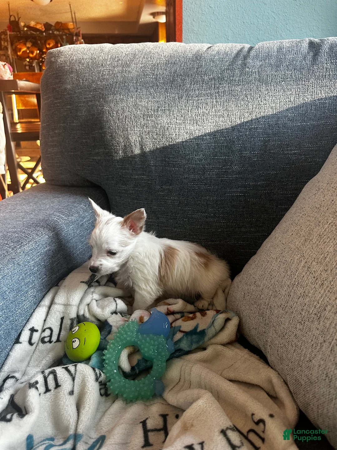 Yorkshire Terrier dogs for sale: AKC Glacierpaw - Ad 13