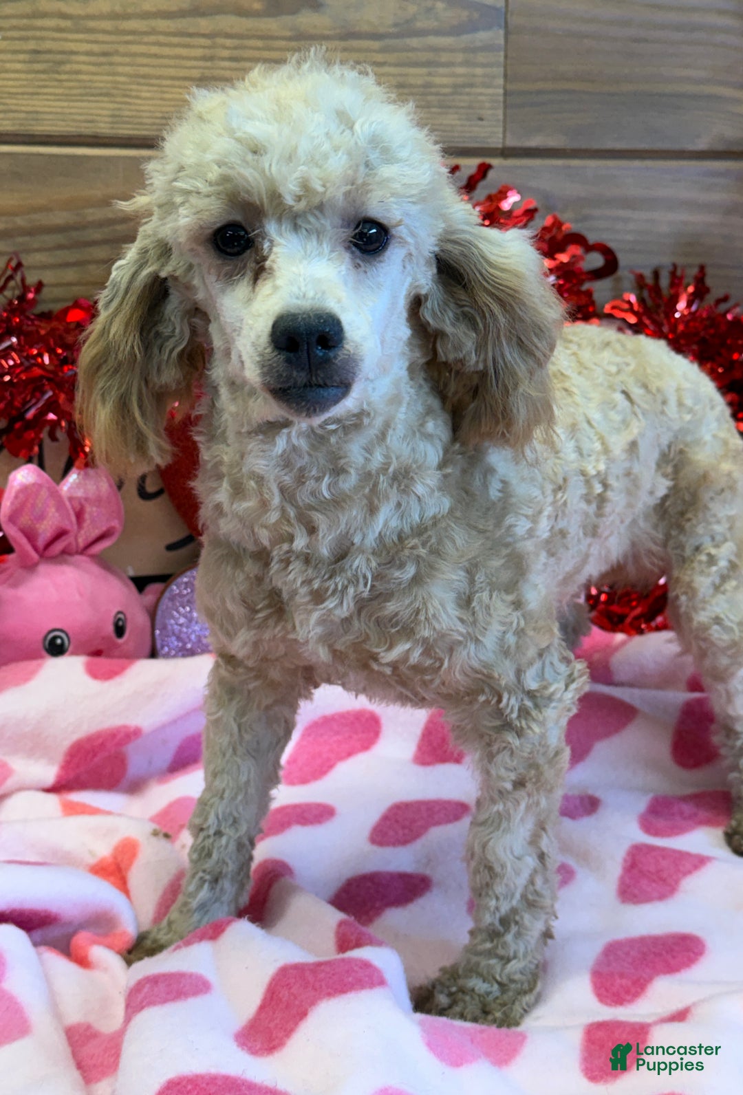 Miniature Poodle dogs for sale: Taffy - Ad 3