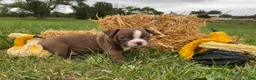 Boston Terrier dogs for sale: Gunner - Ad 6