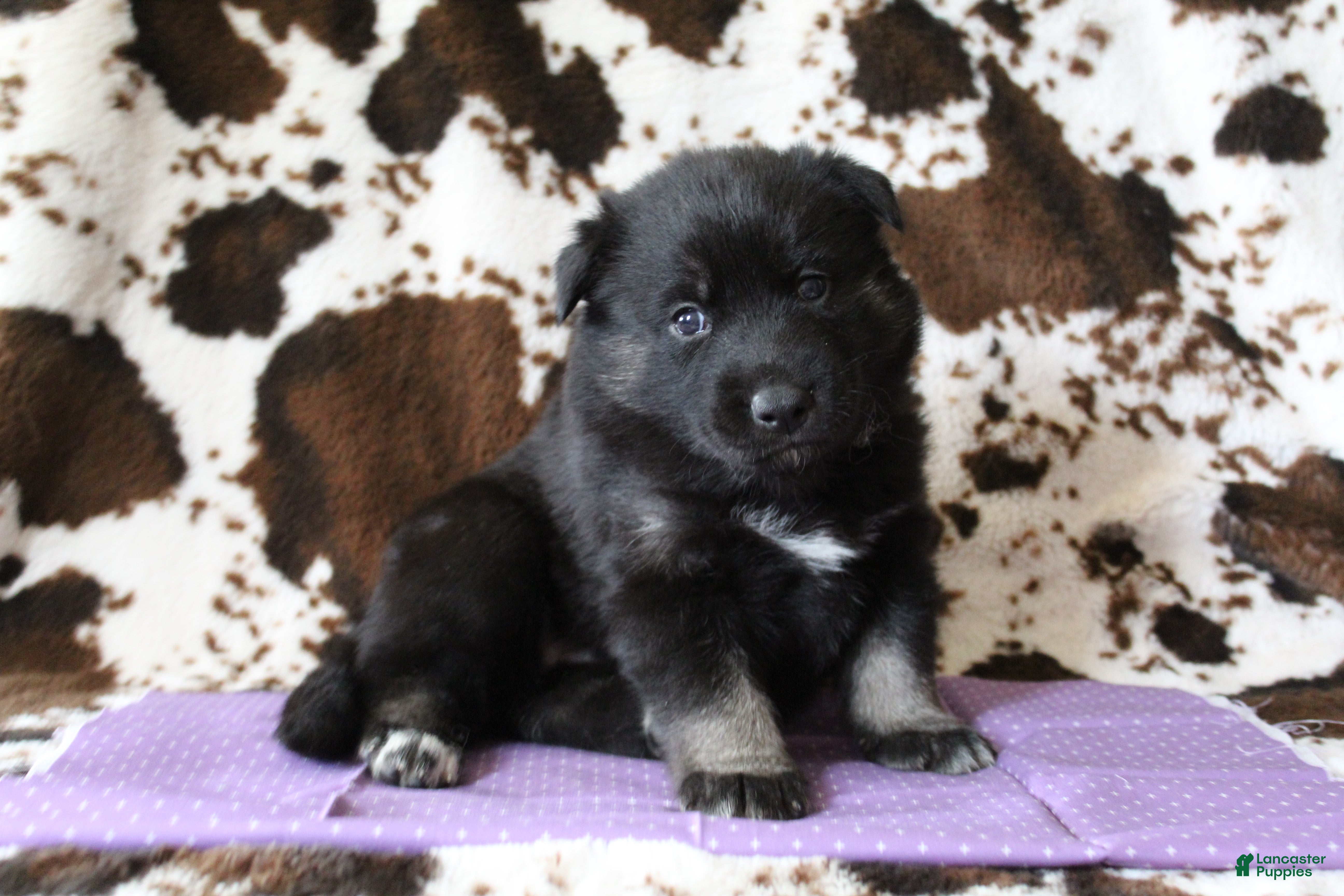 Gerberian Shepsky dogs 2 Purple - Ad 10