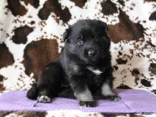 Gerberian Shepsky dogs 2 Purple - Ad 10