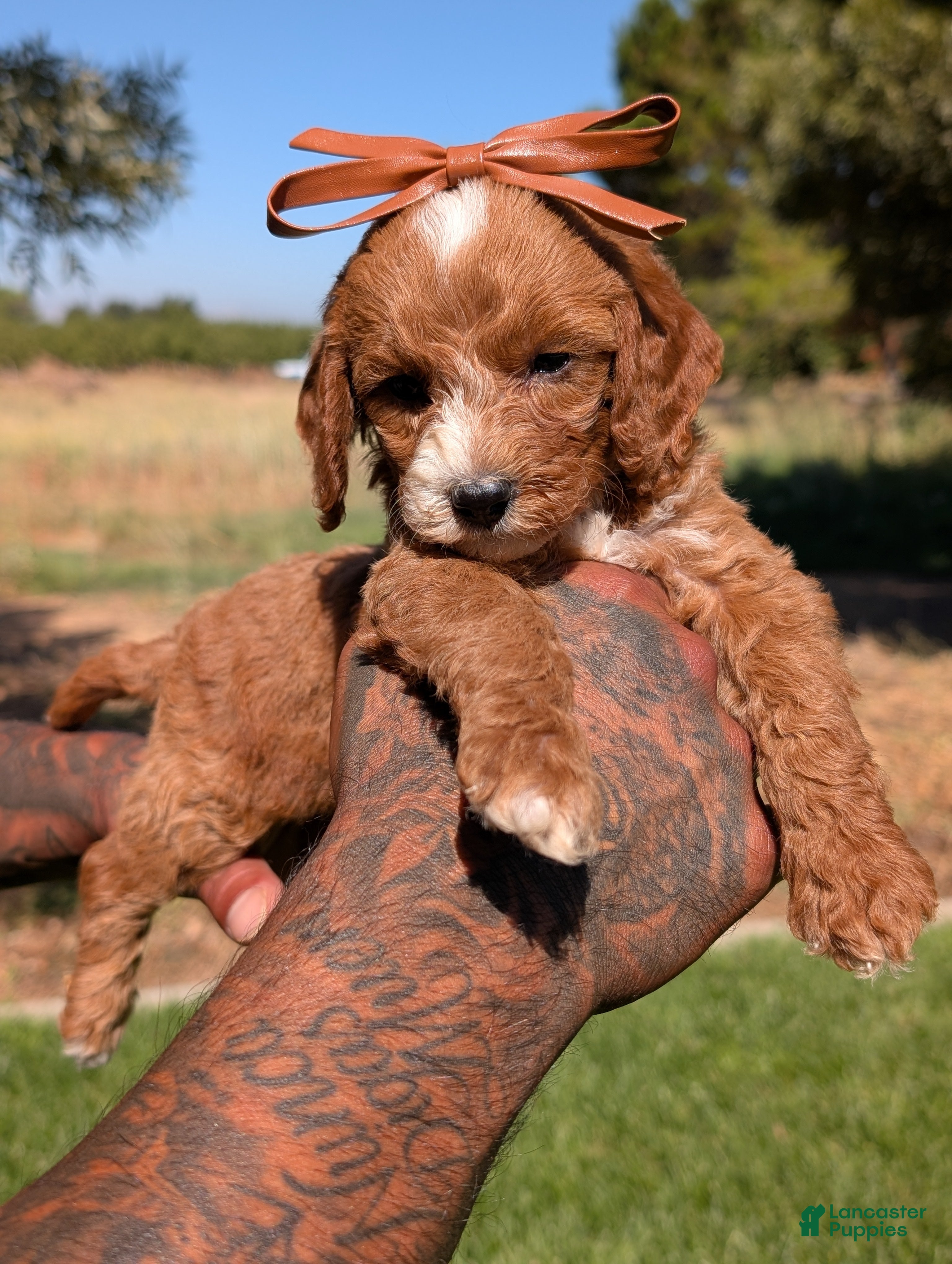 Cavapoo dogs PRINGLES - Ad 2