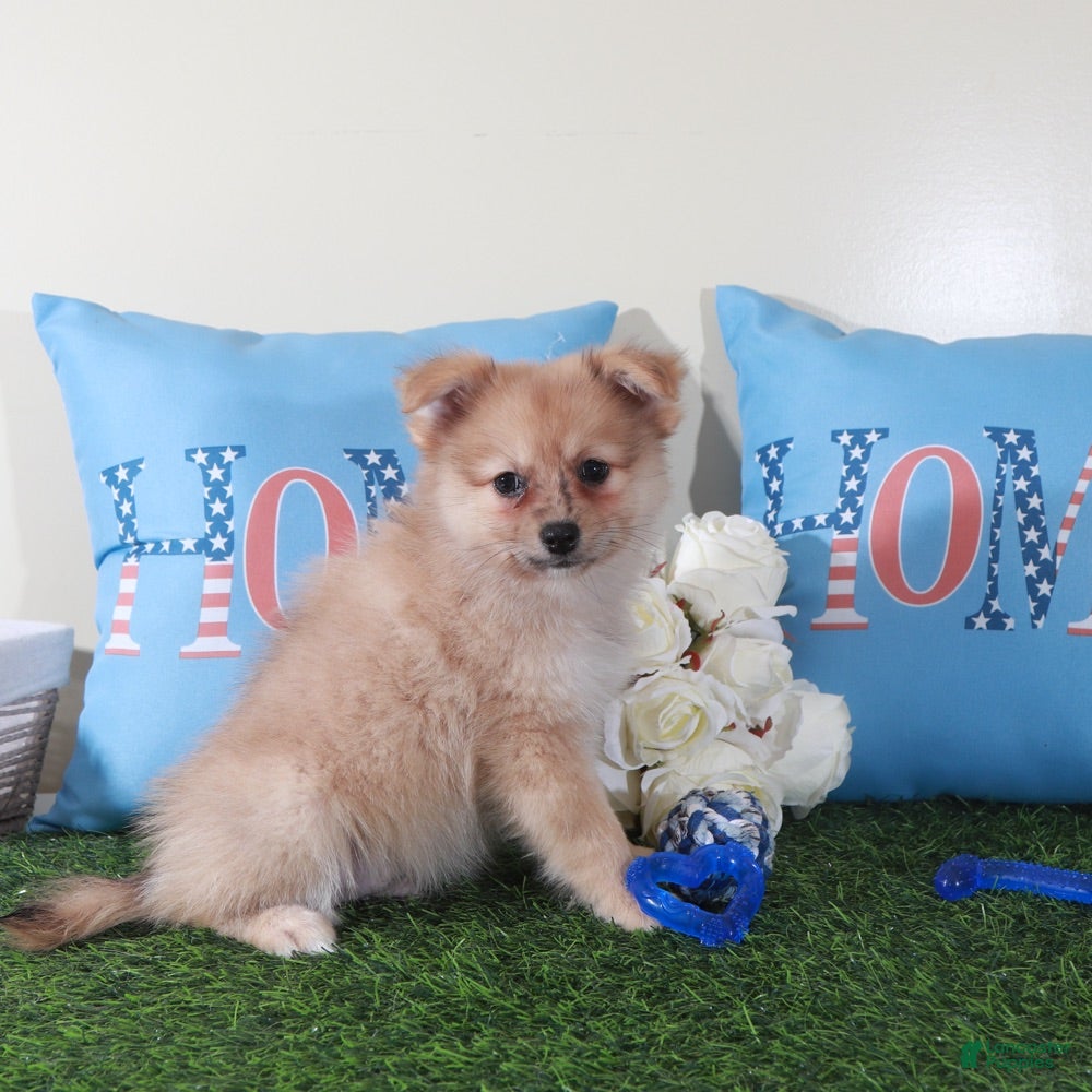 Pomeranian dogs Marty-Spunky Little ACA Pomeranian Puppy - Ad 1