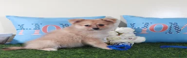 Marty-Spunky Little ACA Pomeranian Puppy