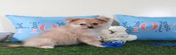 Pomeranian dogs for sale: Marty-Spunky Little ACA Pomeranian Puppy - Ad 1