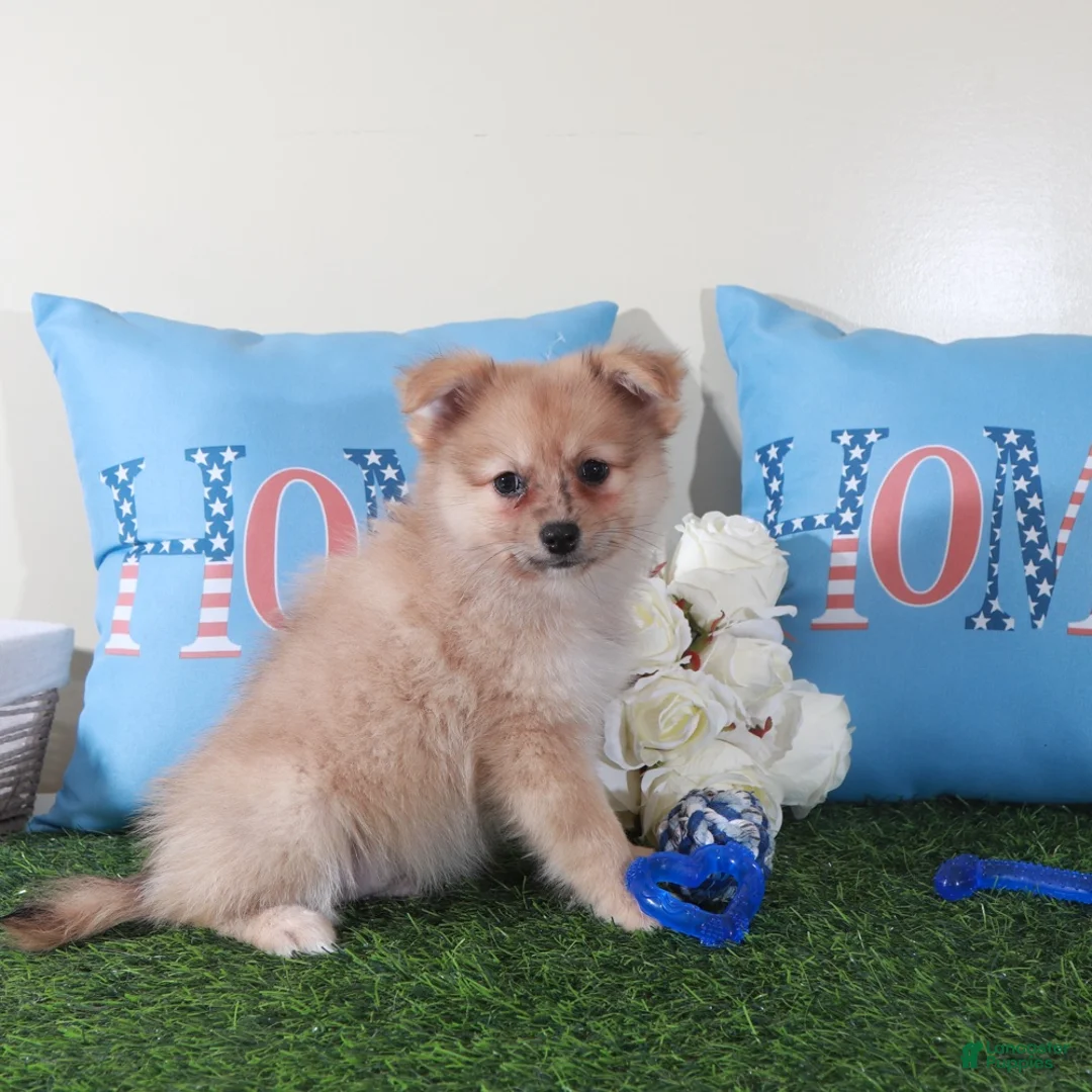 Pomeranian dogs for sale: Marty-Spunky Little ACA Pomeranian Puppy - Ad 1