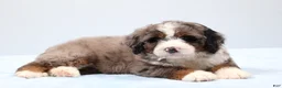 Mini Bernedoodle dogs for sale: Frisco  - Ad 11